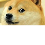 Project:Doge