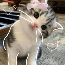 ⋆🐾°