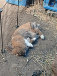 Rabbit squad/ group