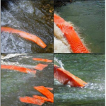 THE GREAT SALMON EMPIRE