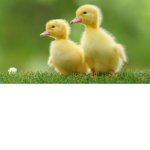 Ducky,s club