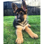 German shepherds are cute