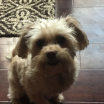 Chewy Friend