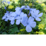 BlueClover