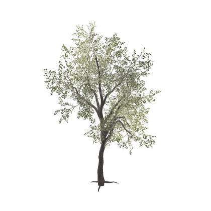 [✨💫] Realistic tree Pack Trees Pine