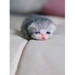 Kitty_clubXD