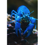 Lobster Legion