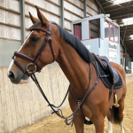 Sunshine horse squad