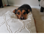 Dogs need to be loved