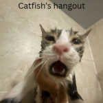 Catfish's hangout