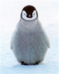 We allprotect and love the Penguins