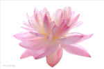 Nothing but flowers