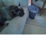 MyLazydoggo