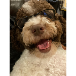 Dog Incorporated
