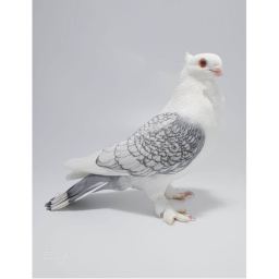 The pigeon quiz