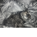Dog dreams and cuties