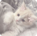 >Little Kitties<