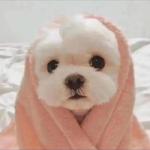 Doggy’s are the pet