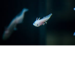 The cult of Axolotls