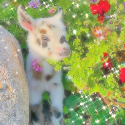 ⋆ ˚｡⋆୨୧˚