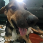 Levi dog