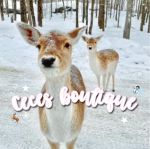 - | Cece’s Boutique! | -