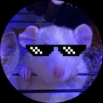 >:D STINKY RATS