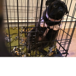 The black pugs