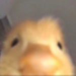 Ninimeme Studios