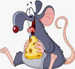Rats are cute eating cheese