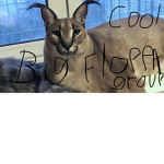 Big Floppa takes over the world