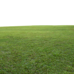 A LITERALLY GRASS BASE PLACE