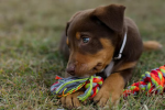 Kelpie games