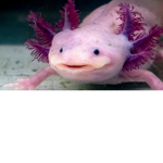 Axolotl true fan group