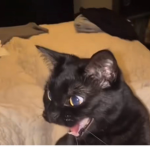 cats??