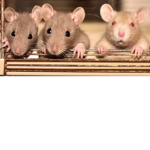 Rat King Servants