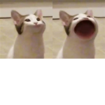 yes its a popcat group