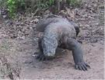 the roaring reptiles