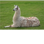 Rocking llamas