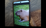 Capybara official fan club