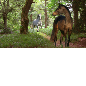 Freedom Stables (READ DESC.)