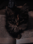 kio<3.