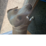my dog is pro