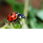 Ladybug Squad for life
