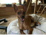 Princess The Minpin Dog Fans