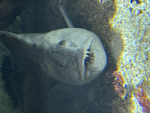 A group about fish