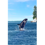 The orcas shine bright