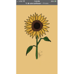 #SunshieSquad