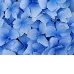 نوف قروب
