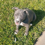 Danny dog